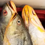 CABEÇA PESCADA AMARELA