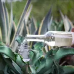MEZCAL