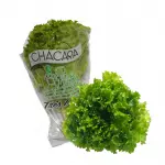 Alface Crespa Hidropônica