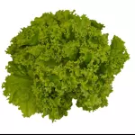 Lechuga rizada organica
