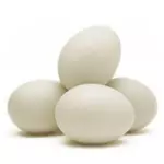 Ovo Branco