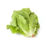 一包罗马生菜 Lechuga romana