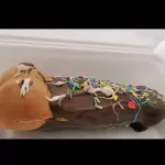 El arrechito