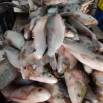 Coporo