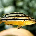 Ciclido africano Auratus US6.5