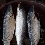 Mapará