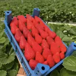 Morango in natura