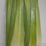 Apio fast Orgánico x 1000gr