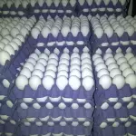 HUEVOS N* 1