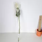 Botão de rosa BRANCO