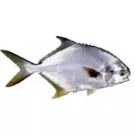 PAMPO INTEIRO