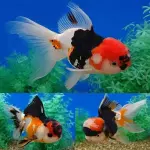 Oranda Tricolor $26