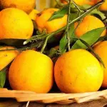 Laranja Seleta