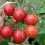 Tomate cereja (pote com 200g)