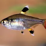 Tetra pristela natural
