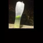 Limonada Natural