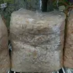 ARRACACHE CONGELADO 1 KILO
