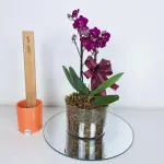 A446 Mini Orquidea "Delicadeza"