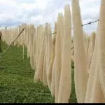 Bucha vegetal grande