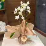 Mini Orquídea