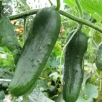 Pepino 🥒 (und)