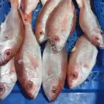 Pargo rojo