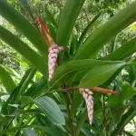 Folhas de colônia para chá
