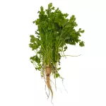 Cilantro x Organico 200 g