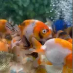 Goldfish ranchu