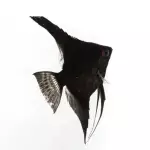 Ángel negro