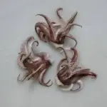 MINI POLVO