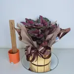 A467 Begonia Rex "Exuberante"