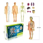 ANATOMÍA DEL CUERPO HUMANO
