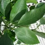 Hoja de Naranjo