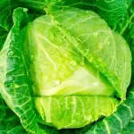 Repollo liso