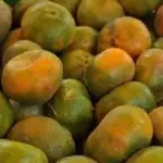 MANDARINA NACIONAL