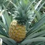 Piña Miel