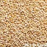 Quinoa branca