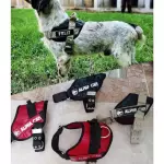 PECHERA k9