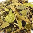 Canela de Velho