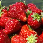 Frutilla