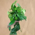 Folha de canela (30g)