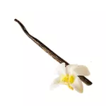 Fava de Baunilha (unidade)