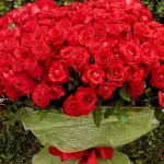 80 rosas vermelhas  (Buquês Gigante)
