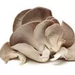 Seta Gris