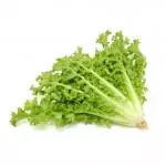 Lechuga Escarola