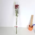 Botão de rosa VERMELHO