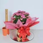 A430 Calanchoe "Beleza em detalhes"