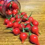 Pimenta biquinho