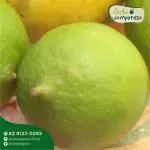 Limão-taiti (un)